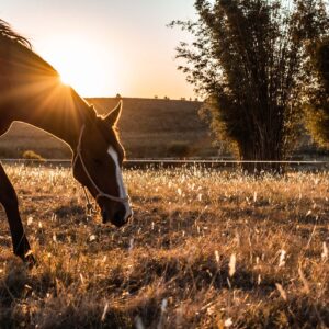 All you need to know about common forages fed to horses