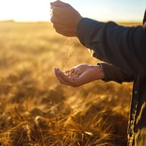 The Grain Guide