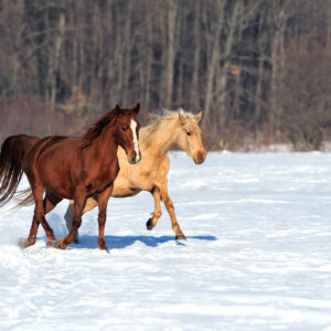 A Skinny Horse Won't Do Well in Winter Weather